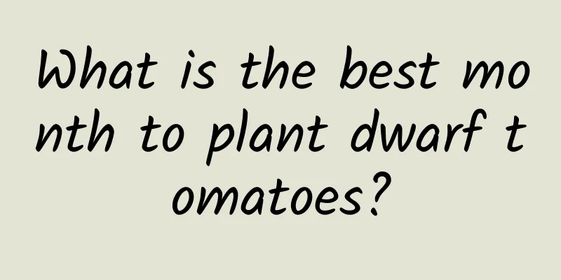 What is the best month to plant dwarf tomatoes?
