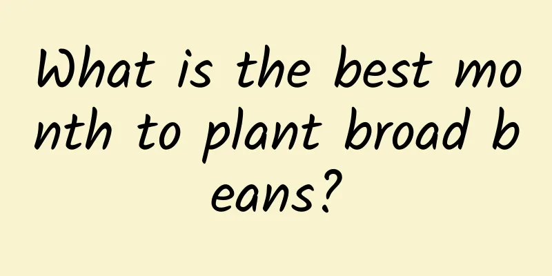 What is the best month to plant broad beans?