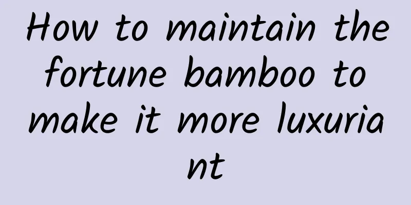 How to maintain the fortune bamboo to make it more luxuriant