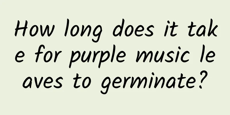 How long does it take for purple music leaves to germinate?