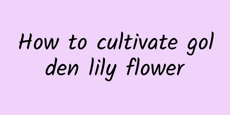 How to cultivate golden lily flower