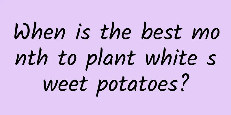 When is the best month to plant white sweet potatoes?