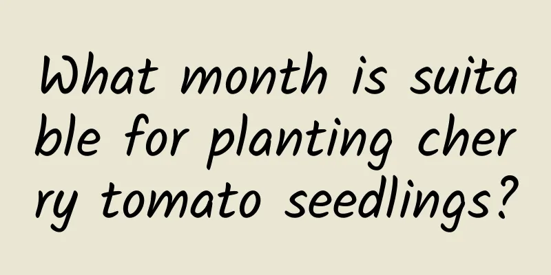 What month is suitable for planting cherry tomato seedlings?