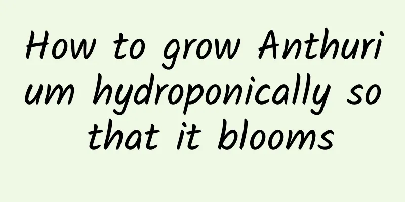 How to grow Anthurium hydroponically so that it blooms