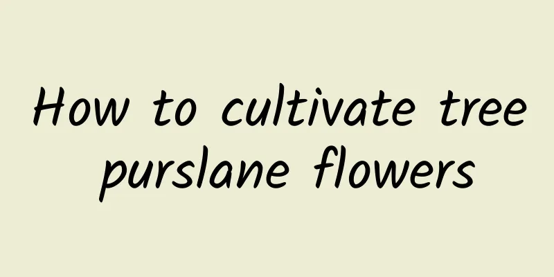 How to cultivate tree purslane flowers