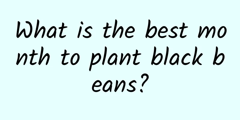 What is the best month to plant black beans?
