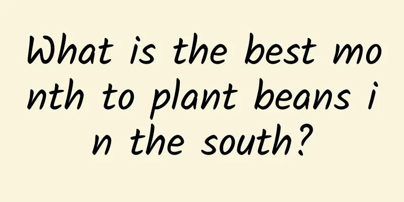 What is the best month to plant beans in the south?