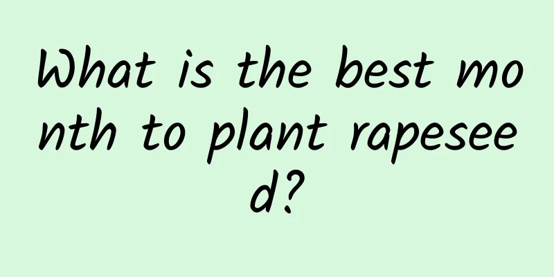 What is the best month to plant rapeseed?