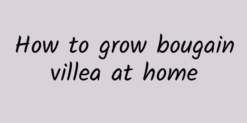 How to grow bougainvillea at home