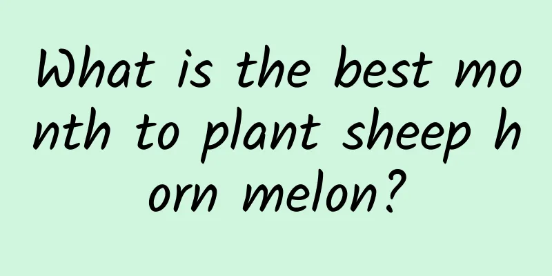 What is the best month to plant sheep horn melon?