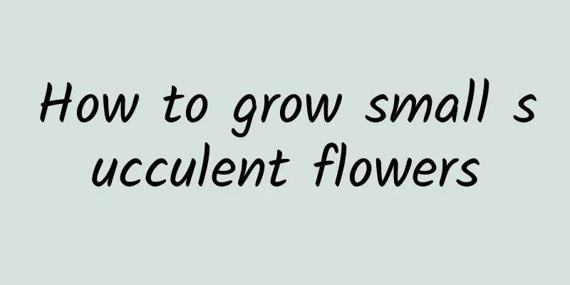 How to grow small succulent flowers