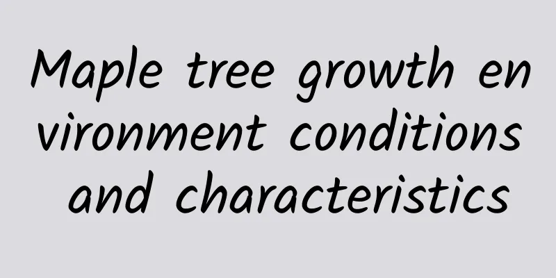 Maple tree growth environment conditions and characteristics