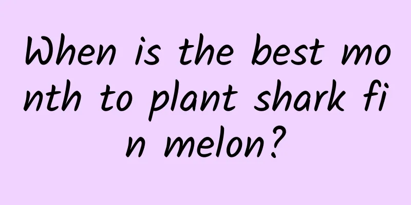 When is the best month to plant shark fin melon?