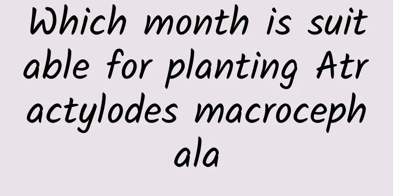 Which month is suitable for planting Atractylodes macrocephala