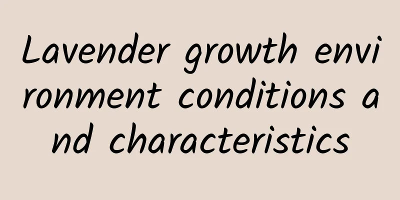 Lavender growth environment conditions and characteristics