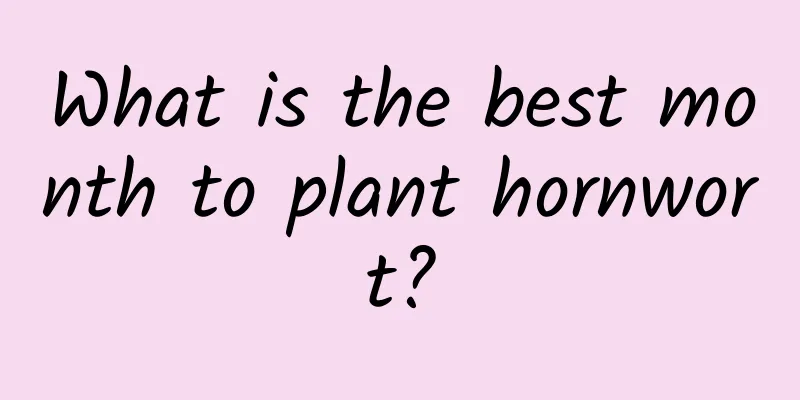 What is the best month to plant hornwort?