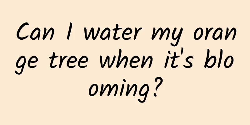 Can I water my orange tree when it's blooming?