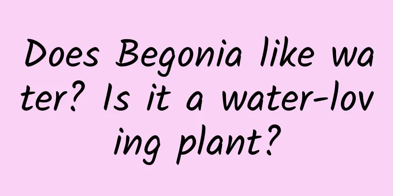 Does Begonia like water? Is it a water-loving plant?