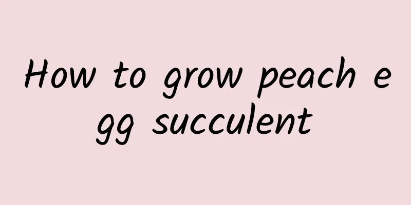 How to grow peach egg succulent