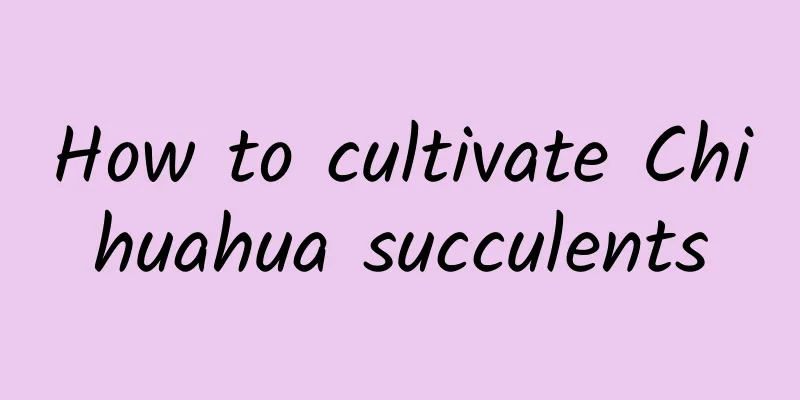 How to cultivate Chihuahua succulents