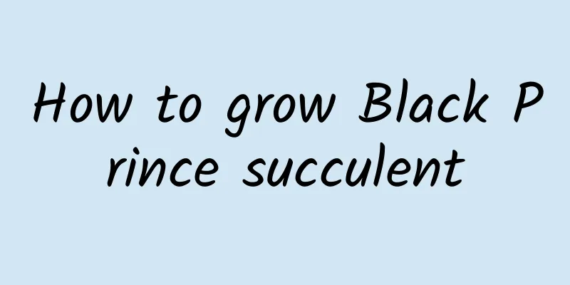 How to grow Black Prince succulent