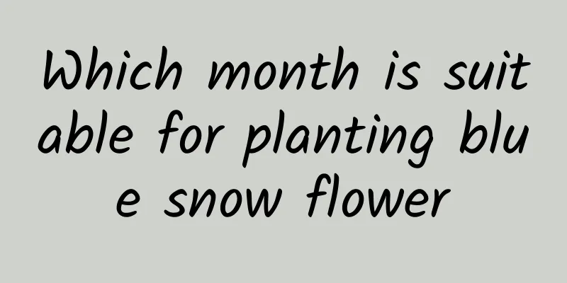 Which month is suitable for planting blue snow flower