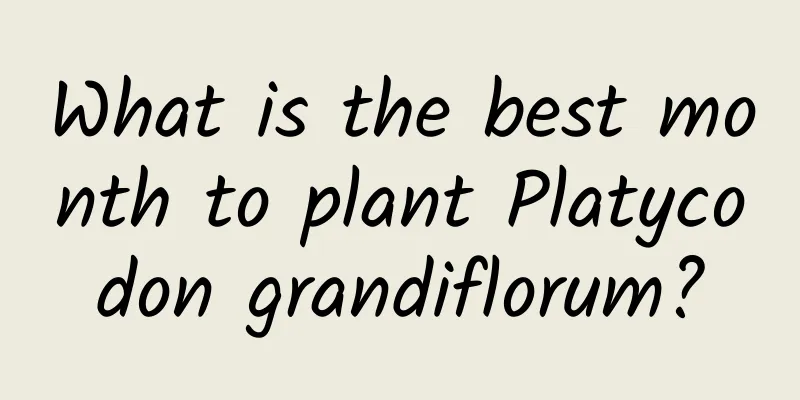 What is the best month to plant Platycodon grandiflorum?