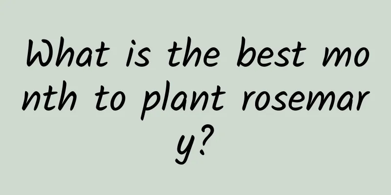 What is the best month to plant rosemary?