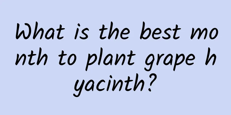 What is the best month to plant grape hyacinth?
