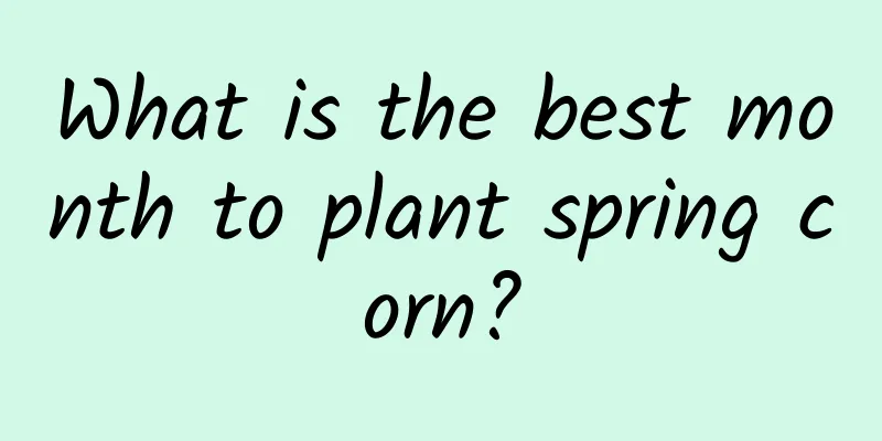 What is the best month to plant spring corn?