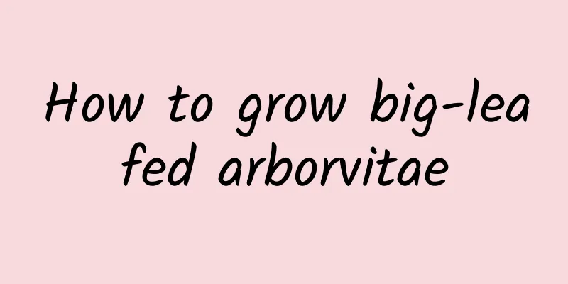 How to grow big-leafed arborvitae