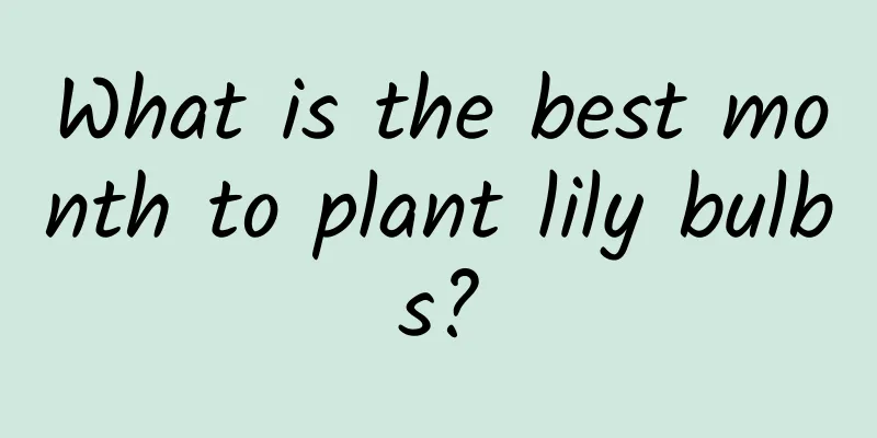 What is the best month to plant lily bulbs?