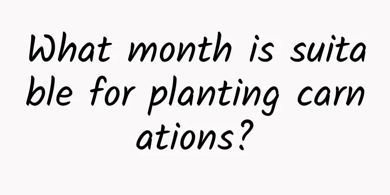 What month is suitable for planting carnations?
