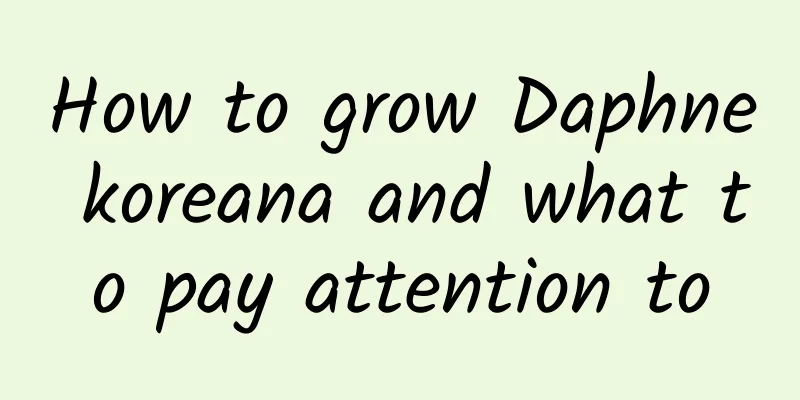 How to grow Daphne koreana and what to pay attention to