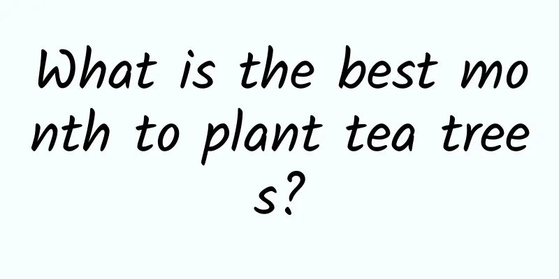 What is the best month to plant tea trees?