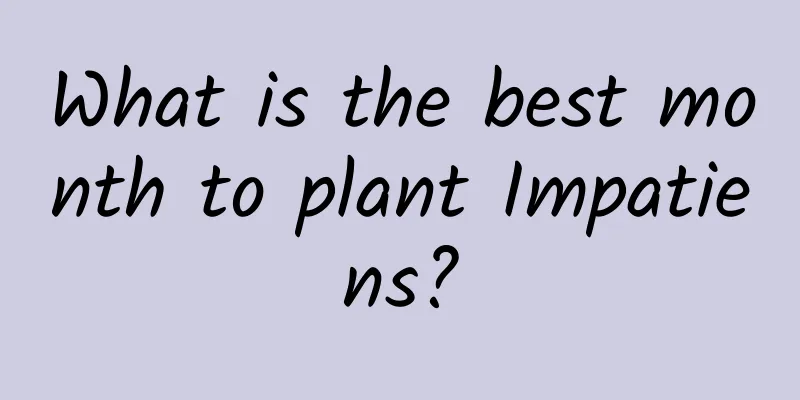 What is the best month to plant Impatiens?