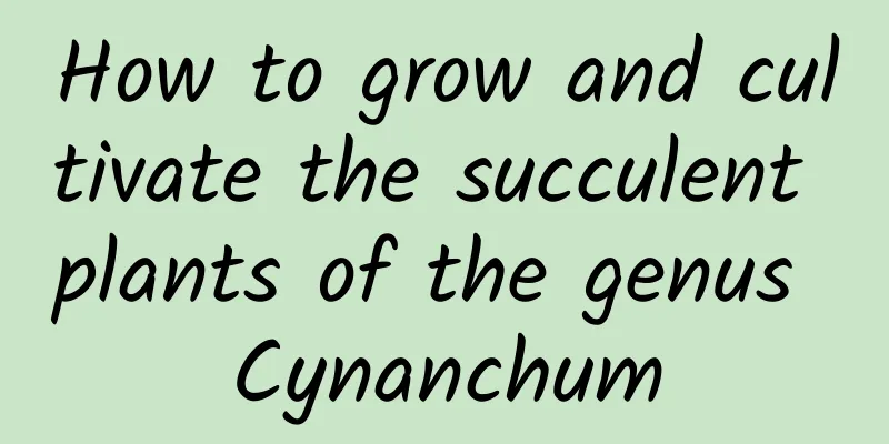 How to grow and cultivate the succulent plants of the genus Cynanchum