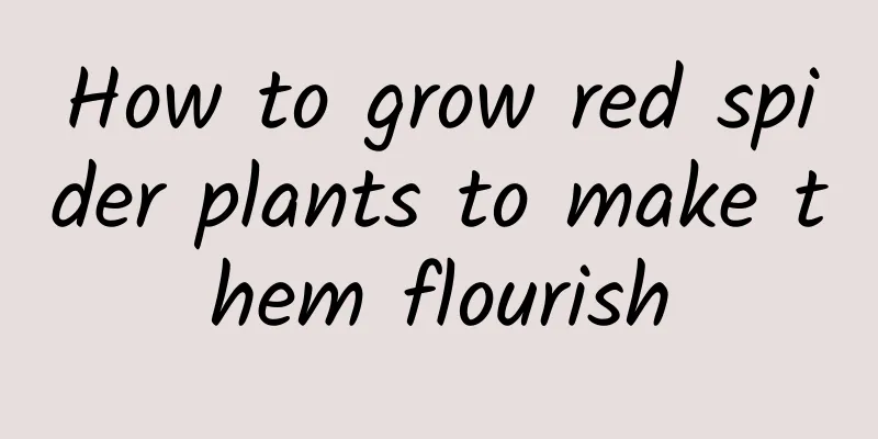 How to grow red spider plants to make them flourish