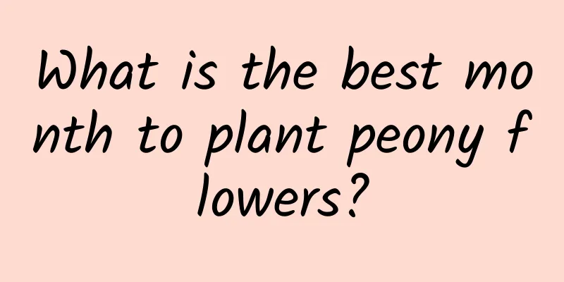 What is the best month to plant peony flowers?