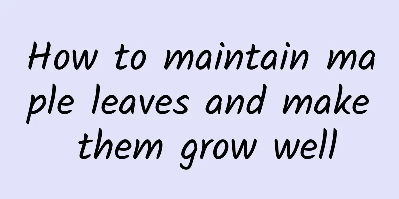 How to maintain maple leaves and make them grow well