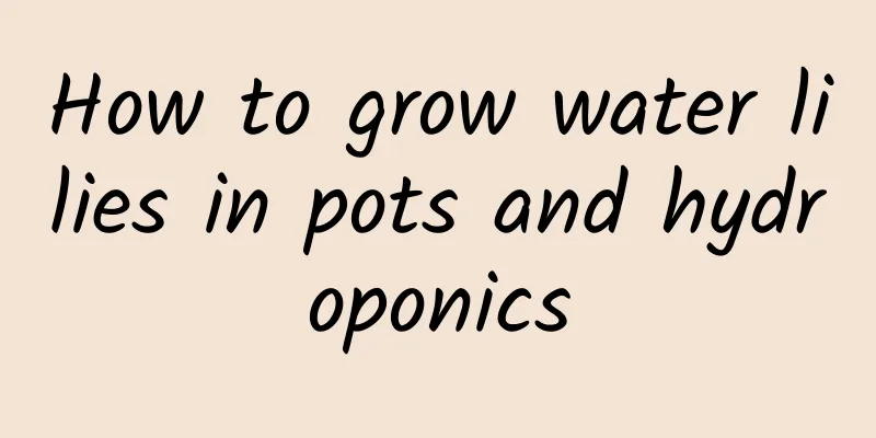 How to grow water lilies in pots and hydroponics
