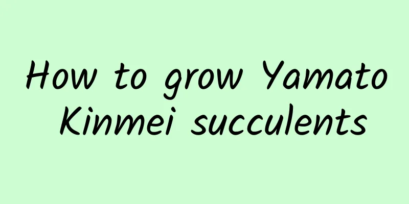 How to grow Yamato Kinmei succulents