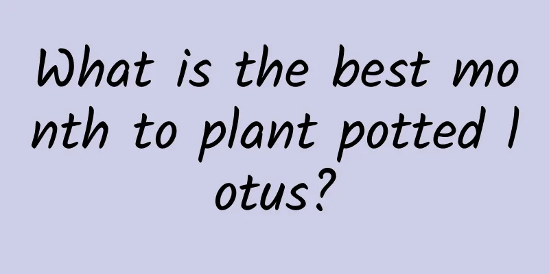 What is the best month to plant potted lotus?