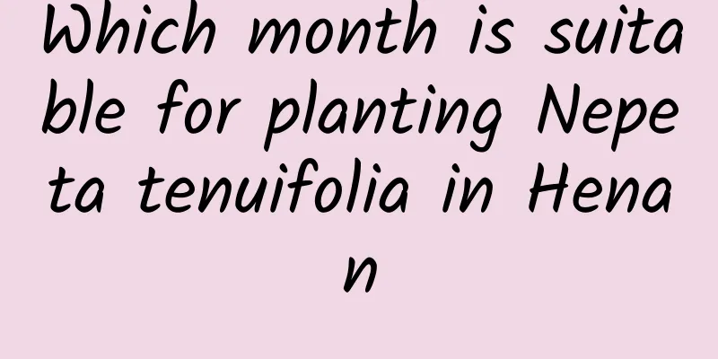 Which month is suitable for planting Nepeta tenuifolia in Henan