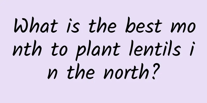 What is the best month to plant lentils in the north?