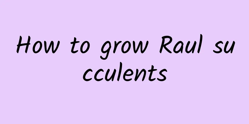 How to grow Raul succulents