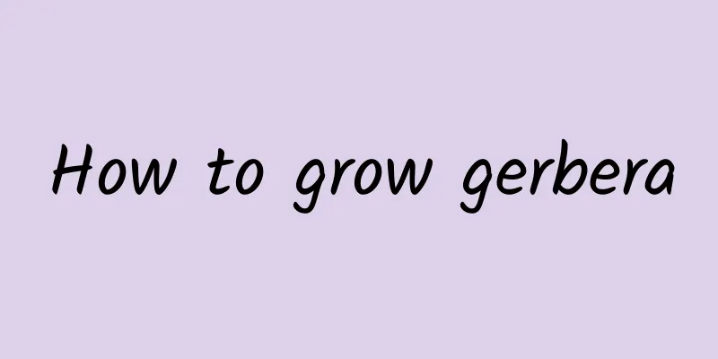 How to grow gerbera