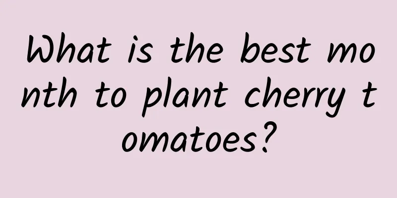 What is the best month to plant cherry tomatoes?