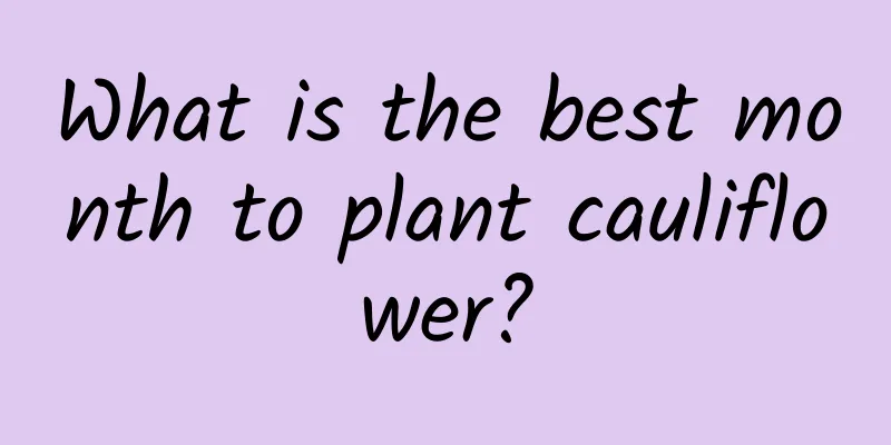 What is the best month to plant cauliflower?