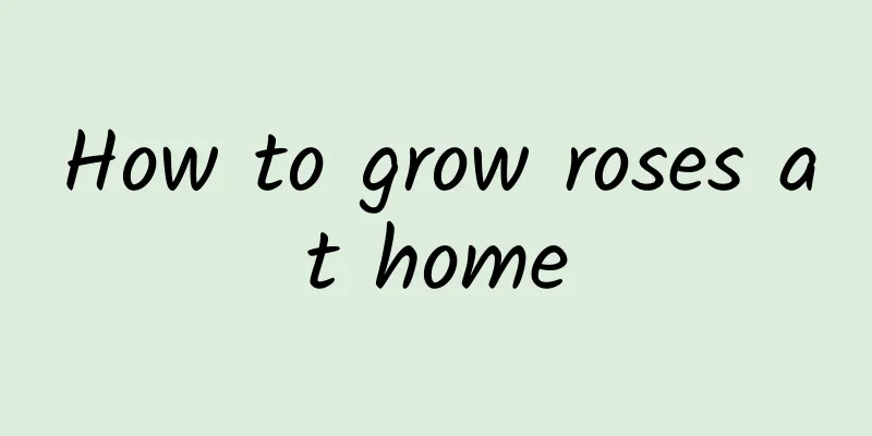 How to grow roses at home